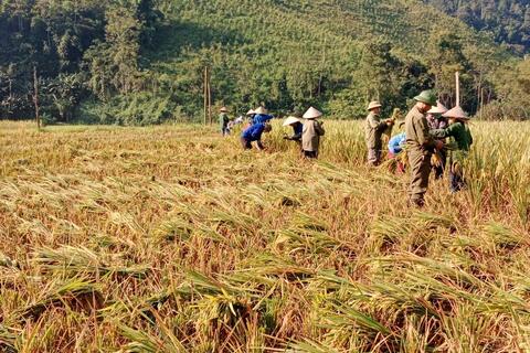 Hội nông dân xã Lương Bằng giúp đỡ gia đình hội viên thu hoạch lúa mùa sớm